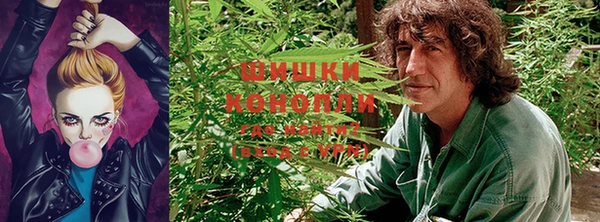 крисы Покачи
