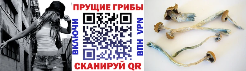 kraken как войти  Мостовской  darknet Telegram  Галлюциногенные грибы мицелий 